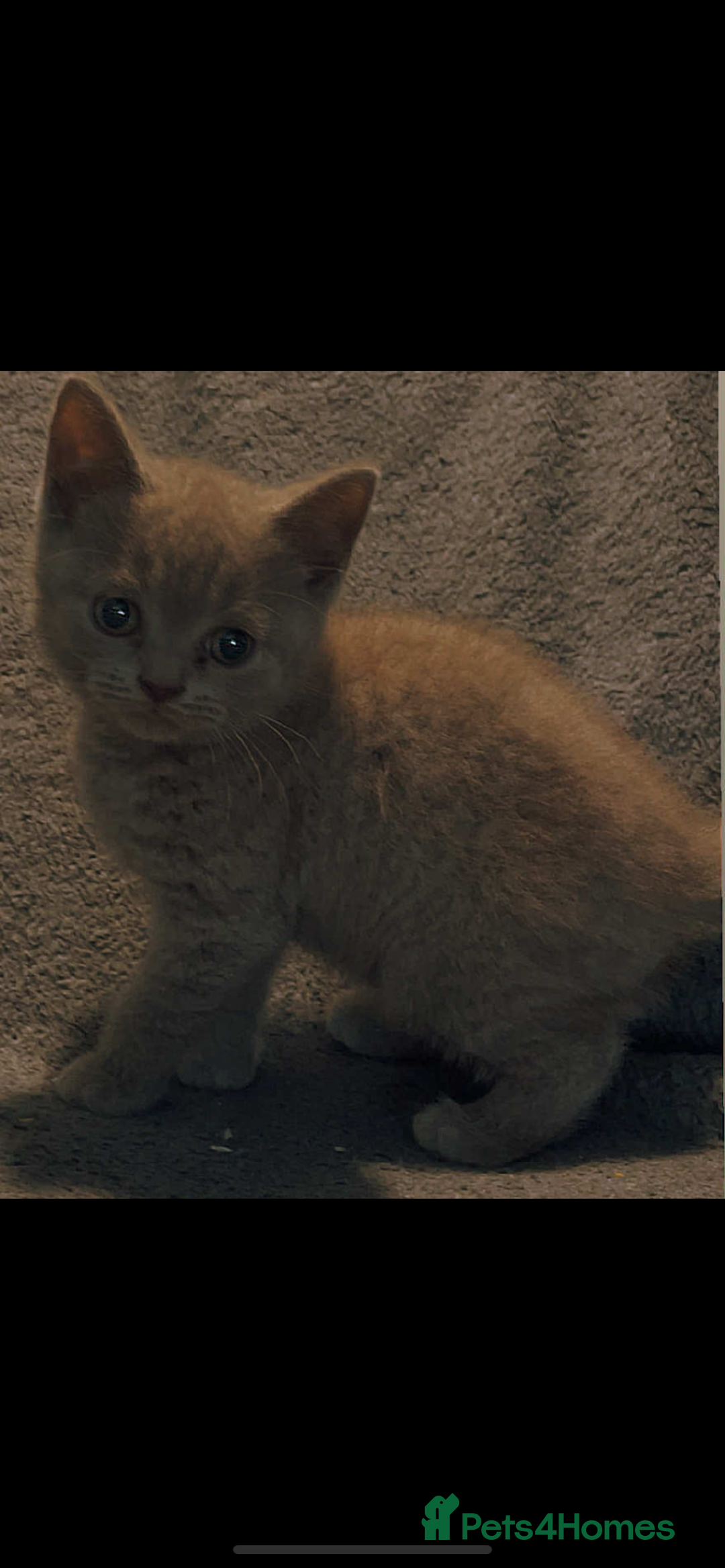 British Shorthair cats for sale: British shorthair kittens - Image 7