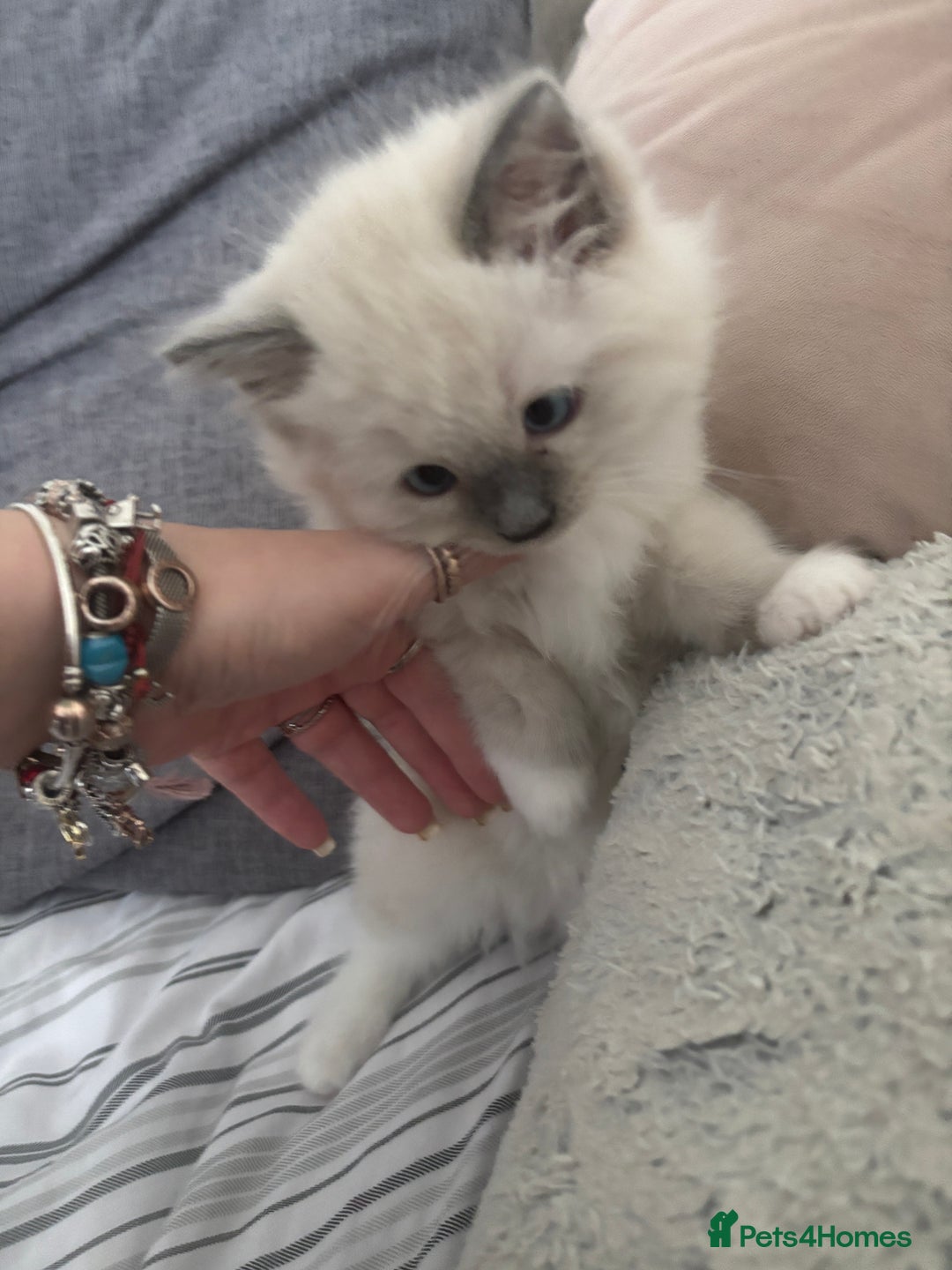Ragdoll cats for sale: Last two Ragdoll Female kittens for sale  - Image 6