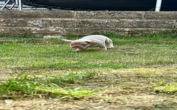 French Bulldog dogs for sale: KC registered French Bulldog puppies. READY 31/8 - Image 26