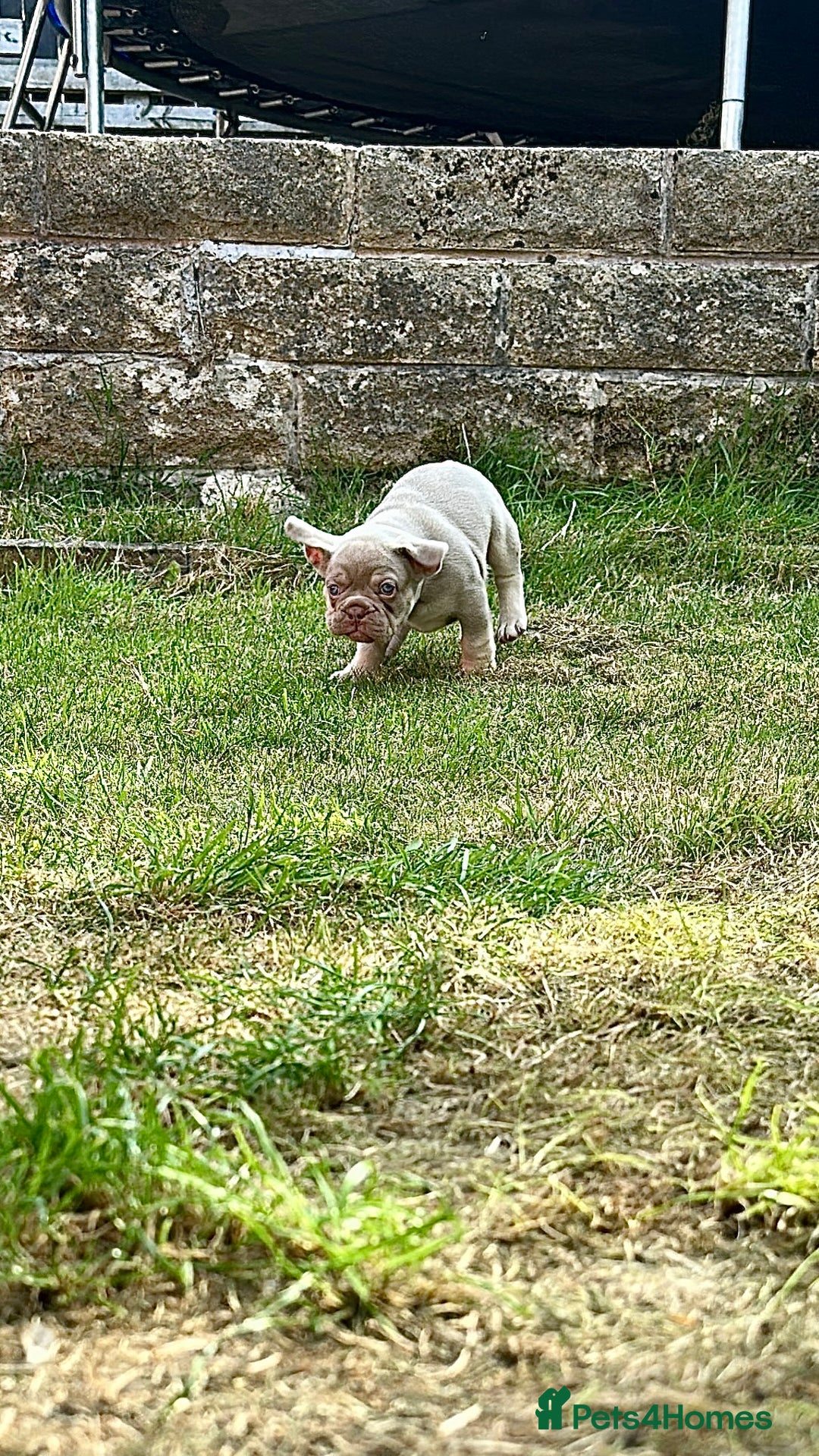 French Bulldog dogs for sale: KC registered French Bulldog puppies. READY 31/8 - Image 26