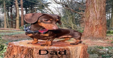 Miniature Dachshund dogs - Advert 16