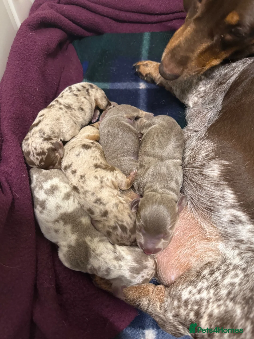 Dachshund dogs for sale: Reg miniature smooth daschunds  - Advert 2