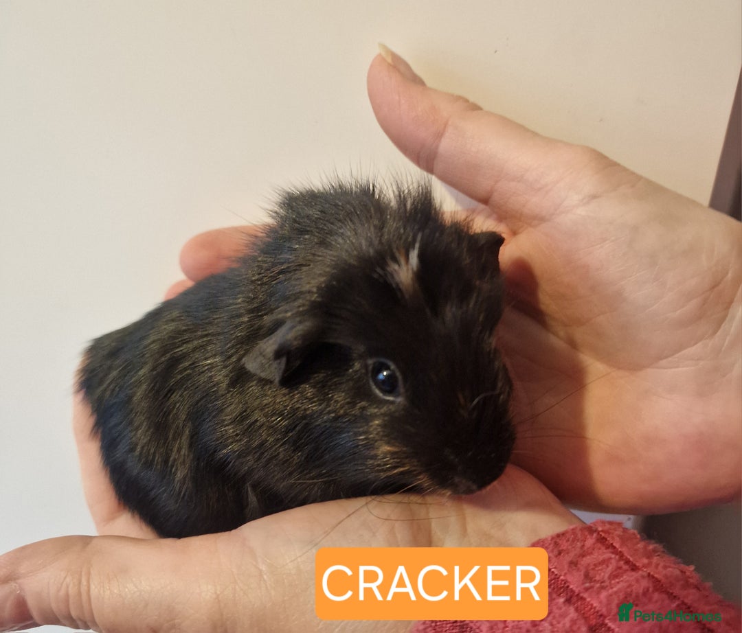 Guinea Pig rodents for sale: Female guinea pigs  - Advert 21