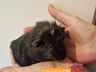 Guinea Pig rodents Female guinea pigs - Advert 4