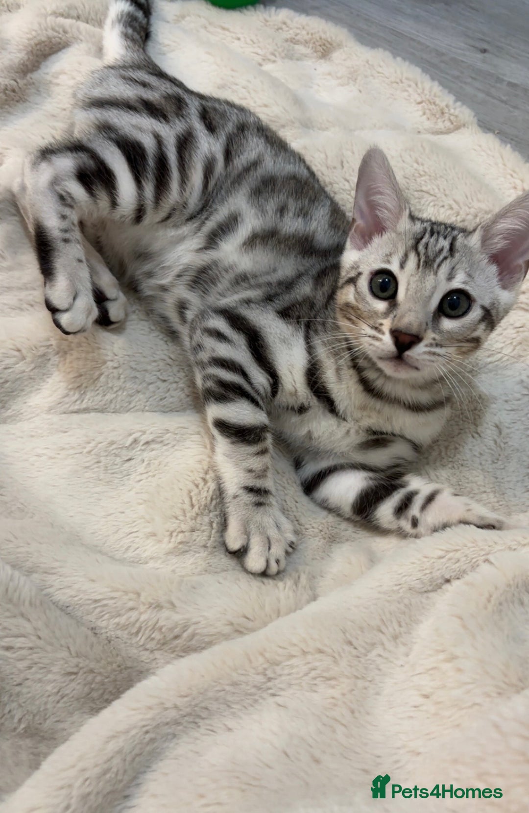 Bengal cats for sale: 🌟pedigree bengal kittens🌟 - Advert 8