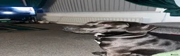 Mixed Breed dogs for sale: Staffy x spaniel male in Sunderland - Advert 2