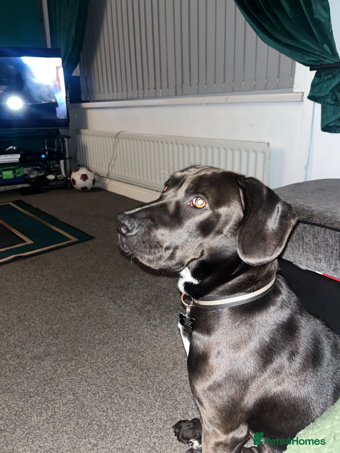 Mixed Breed dogs for sale: Staffy x spaniel male in Sunderland - Advert 2