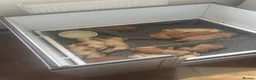 Golden Retriever dogs for sale: Beautiful KC Reg Golden Retriever puppies!!  - Advert 14