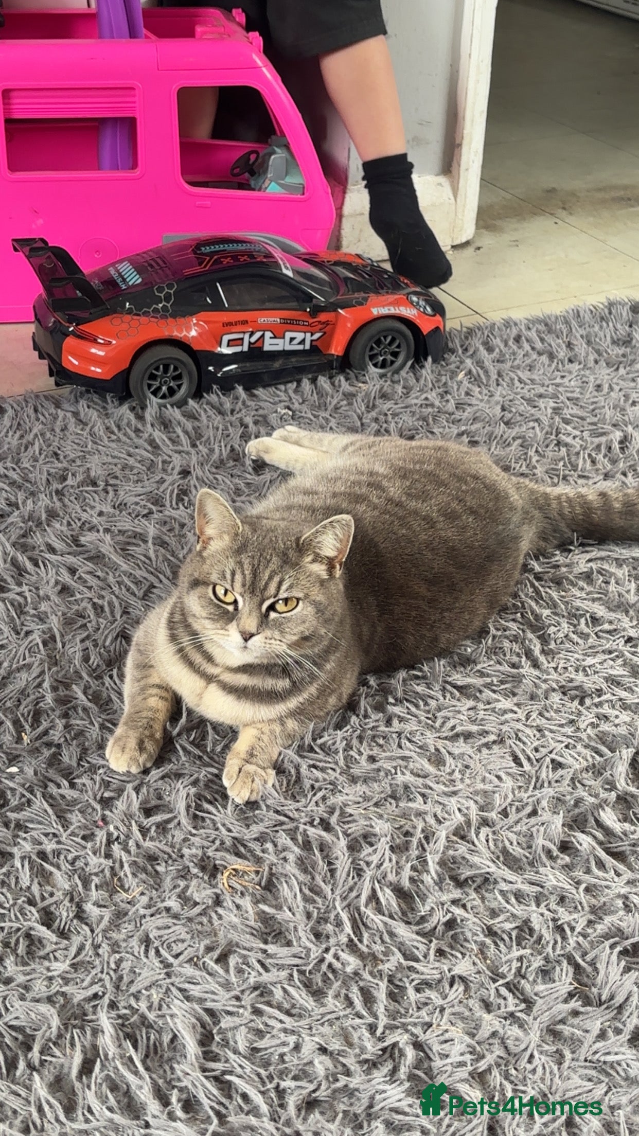 British Shorthair cats 2 female British short hair mix - Advert 6