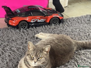 British Shorthair cats 2 female British short hair mix - Advert 1