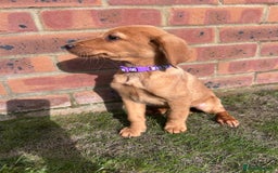 Labrador Retriever dogs for sale: Fox Red Labrador’s  - Image 2