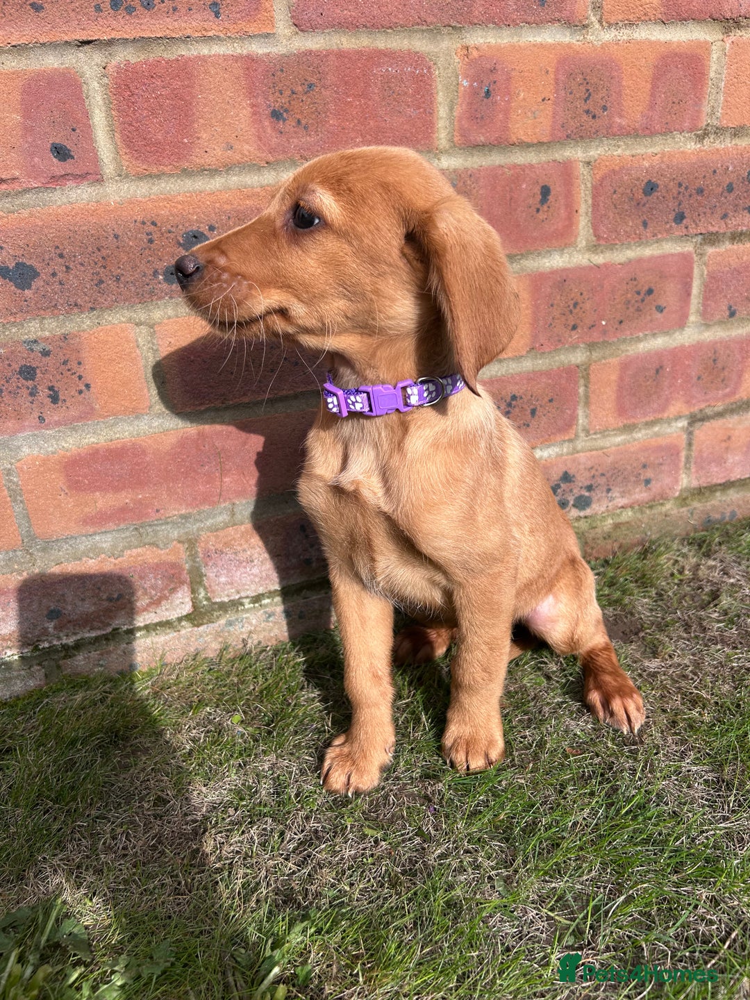 Labrador Retriever dogs for sale: Fox Red Labrador’s  - Image 2