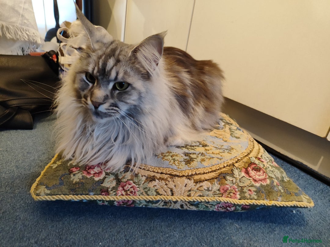 Maine Coon cats for sale: Silver Maine Coon girl - Image 3