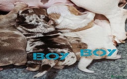 Jack Russell dogs for sale: Stunning Rare Colour Merle Jack Russell Puppies - Image 4