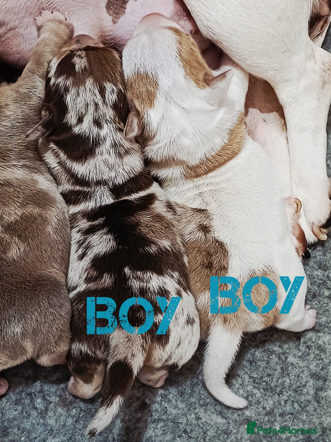 Jack Russell dogs for sale: Stunning Rare Colour Merle Jack Russell Puppies - Image 4