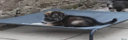 Northern Inuit dogs for sale: Last boy available from health tested parents - Advert 8