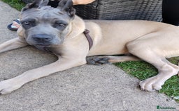 Cane Corso dogs for sale: 19 week male cane corso  - Image 4