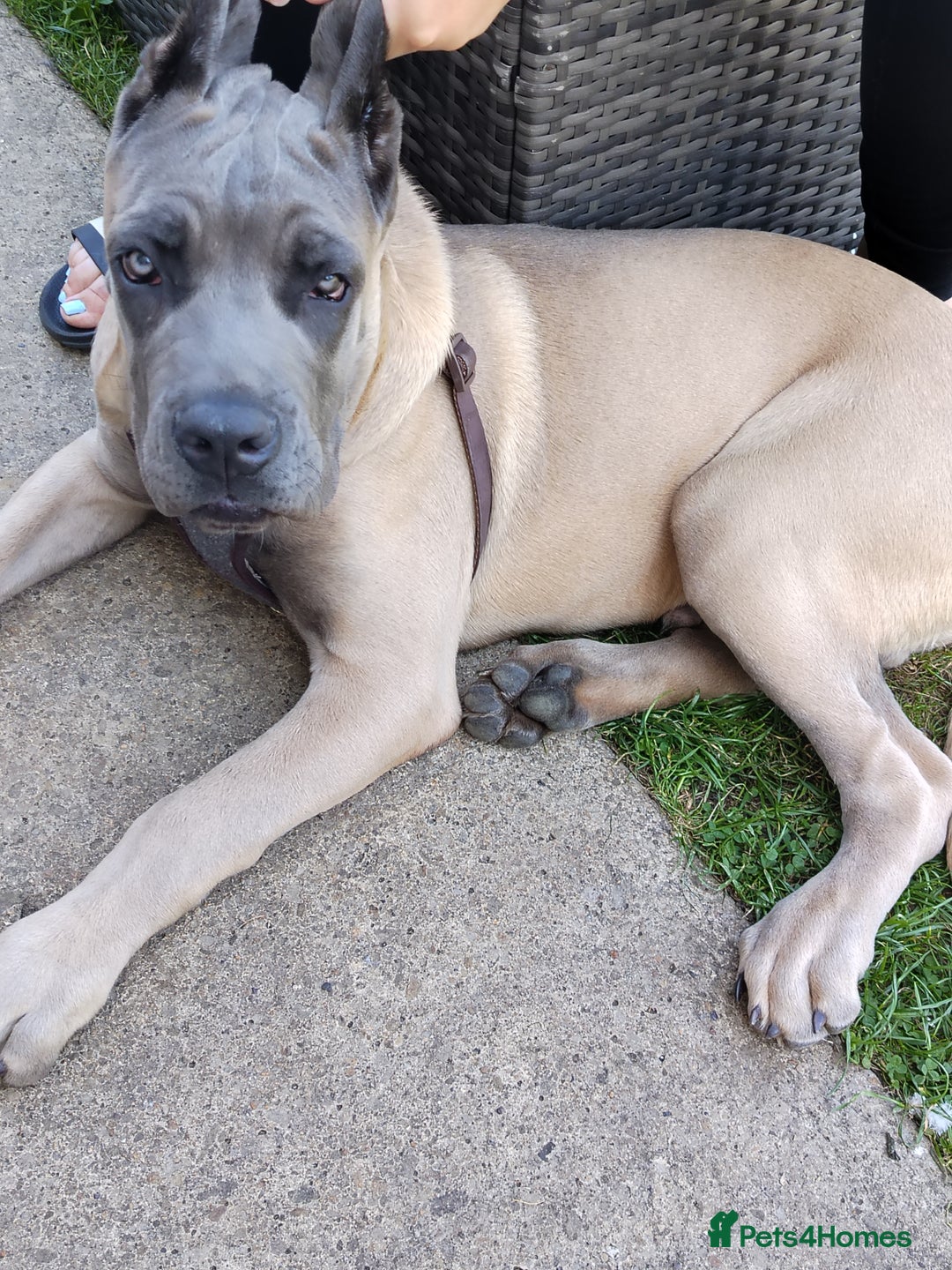 Cane Corso dogs for sale: 19 week male cane corso  - Image 4