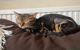 Bengal cats for sale: Marble Bengal Adult Female  - Image 12
