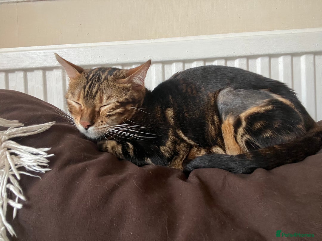 Bengal cats for sale: Marble Bengal Adult Female  - Image 12