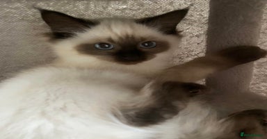 Ragdoll cats - Advert 15