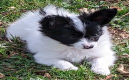 Papillon dogs for sale: One boy and one girl available  - Image 1