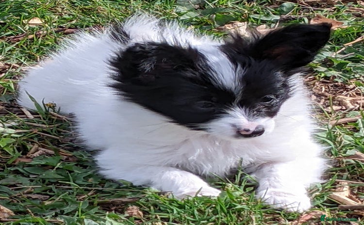 Papillon dogs - Advert 1
