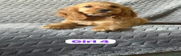 Cocker Spaniel dogs for sale: FULLHEATHTESTED OUTSTANDING SHOWTYPE COCKERSPANIEL in Alton - Advert 4