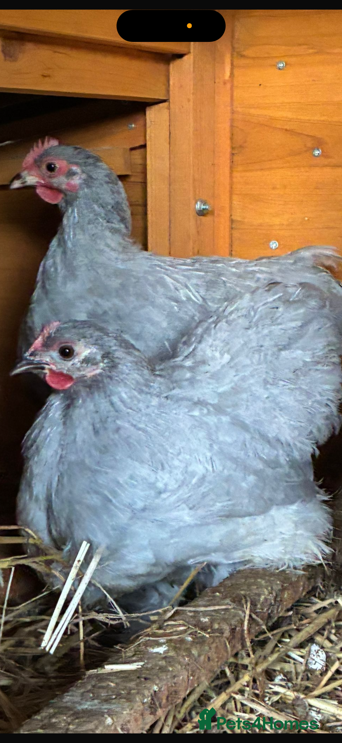 Chickens poultry Lavender pekin battle point of lay  - Advert 1