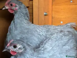 Chickens poultry Lavender pekin battle point of lay - Advert 10