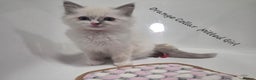 Ragdoll cats for sale: REGISTERED PEDIGREE RAGDOLL KITTENS BLUE  - Advert 6