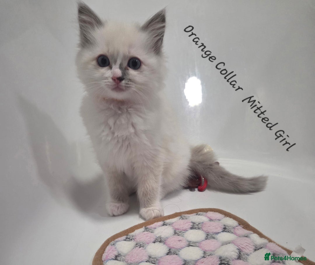 Ragdoll cats for sale: REGISTERED PEDIGREE RAGDOLL KITTENS BLUE  - Advert 6