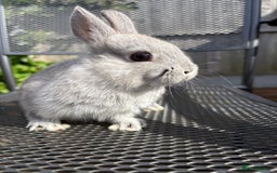 Netherland Dwarf rabbits for sale: * READY NOW! * 🐰 Netherland Dwarf Bunnies  - Image 8
