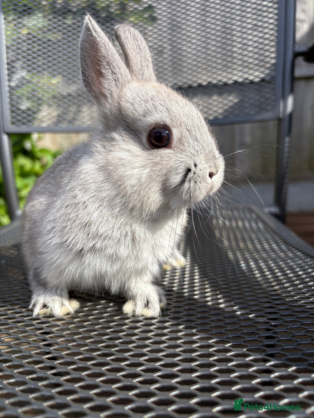 Netherland Dwarf rabbits for sale: * READY NOW! * 🐰 Netherland Dwarf Bunnies  - Image 8