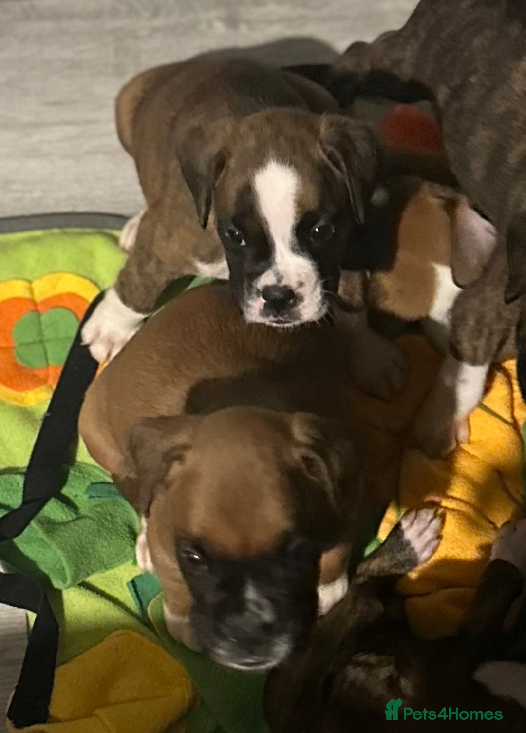 Boxer dogs for sale: 6 boxer pups available in three weeks time 🐾 - Image 5