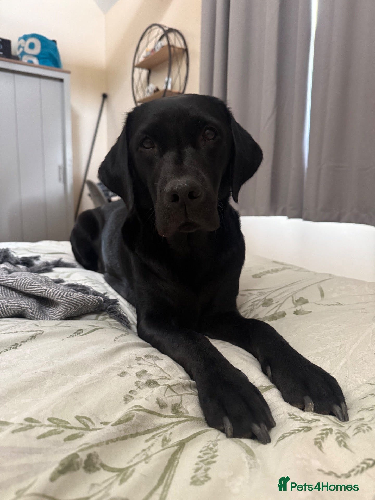 Labrador Retriever dogs Beautiful Lab Pups-Exceptional Working Pedigree - Advert 2