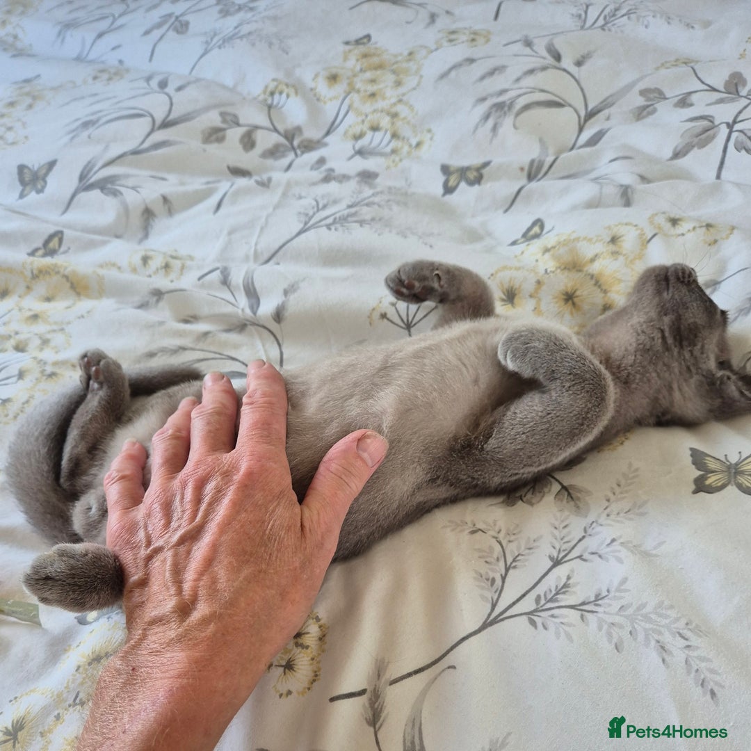 Burmese cats for sale: Gorgeous Blue Male Burmese Kitten - Image 3