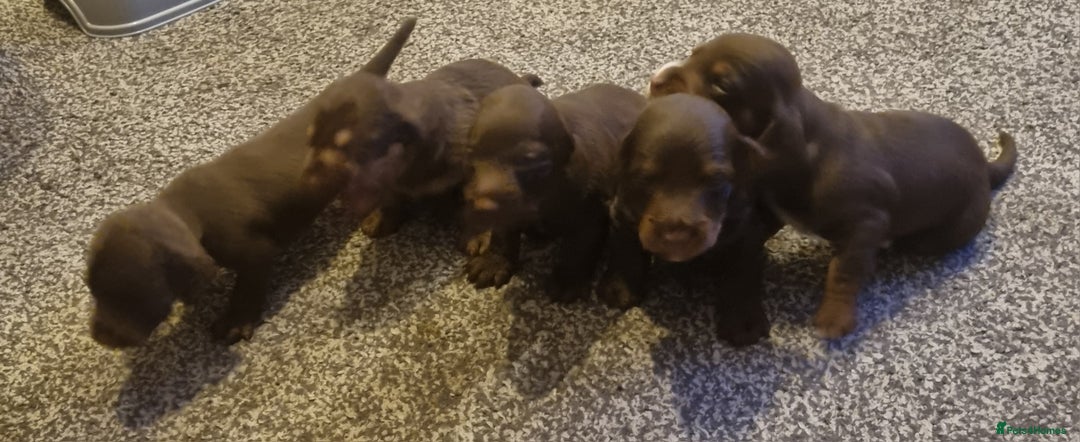 Mixed Breed dogs for sale: Dachschund x doxipoo puppies - Image 3