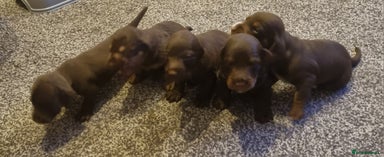 Mixed Breed dogs - Advert 15