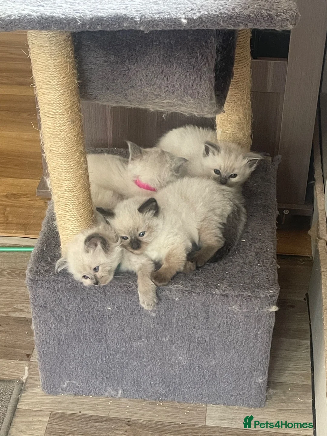 Ragdoll cats for sale: Gorgeous Ragdoll kittens  in Clacton-on-Sea - Advert 15