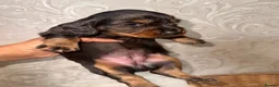 Dachshund dogs for sale: Dachshund  - Advert 10