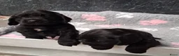Cocker Spaniel dogs for sale: Beautiful Cocker pups for sale in Neath - Advert 3