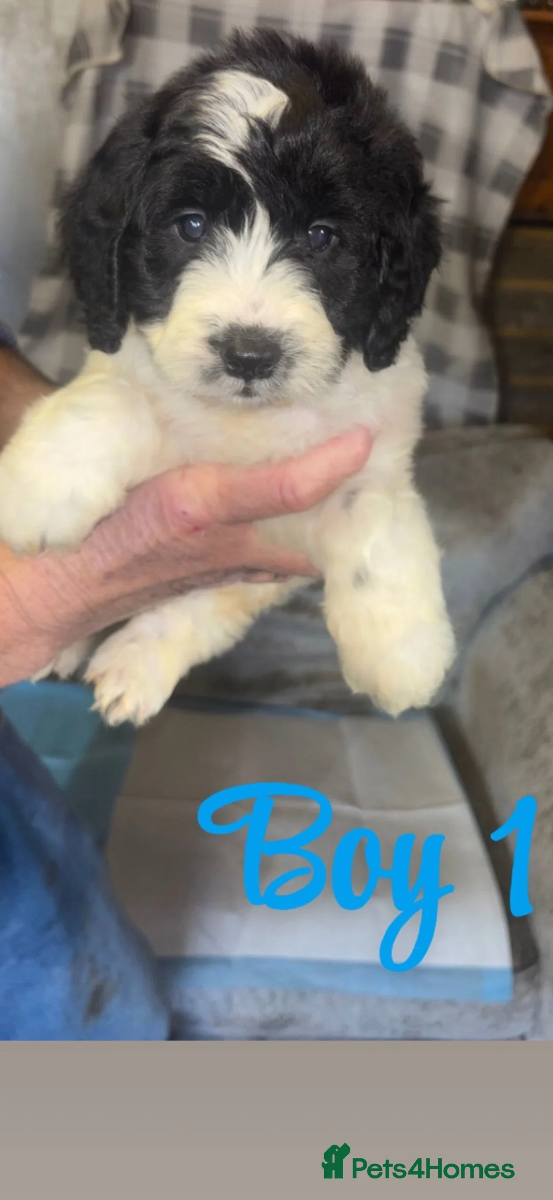 Cockapoo dogs for sale: Cockapoo pups  - Advert 3