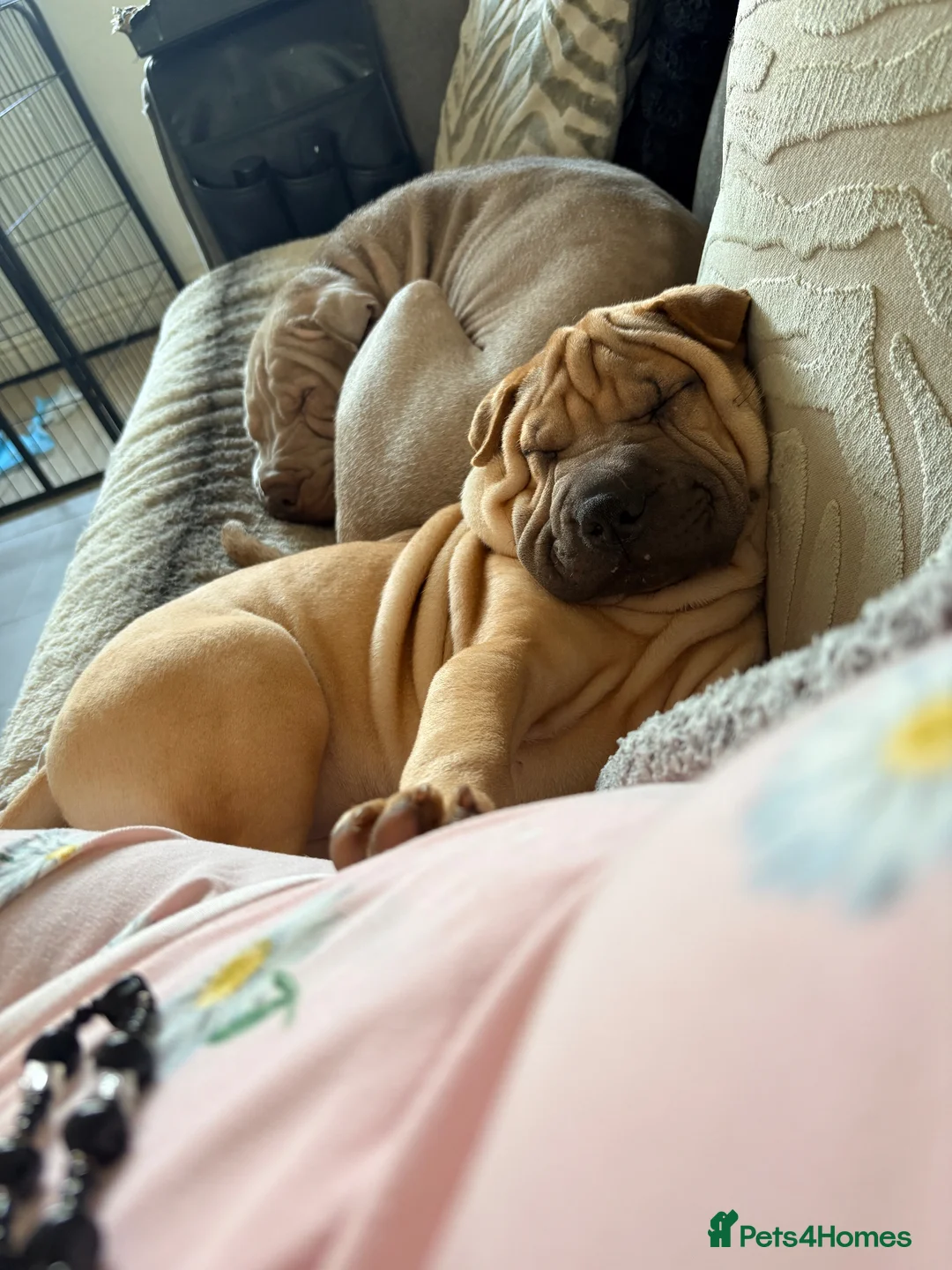 Shar Pei dogs for sale: Shar pei girl puppy looking for her forever homes - Advert 2