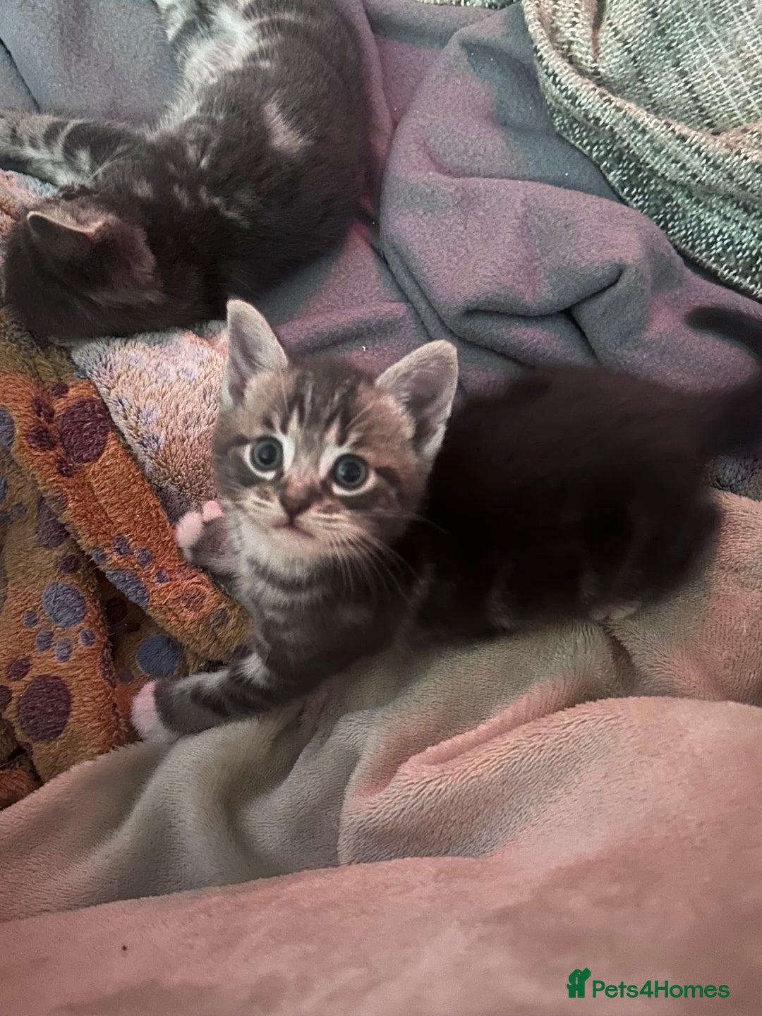 Mixed Breed cats for sale: 3 little grey cuties  - Advert 13