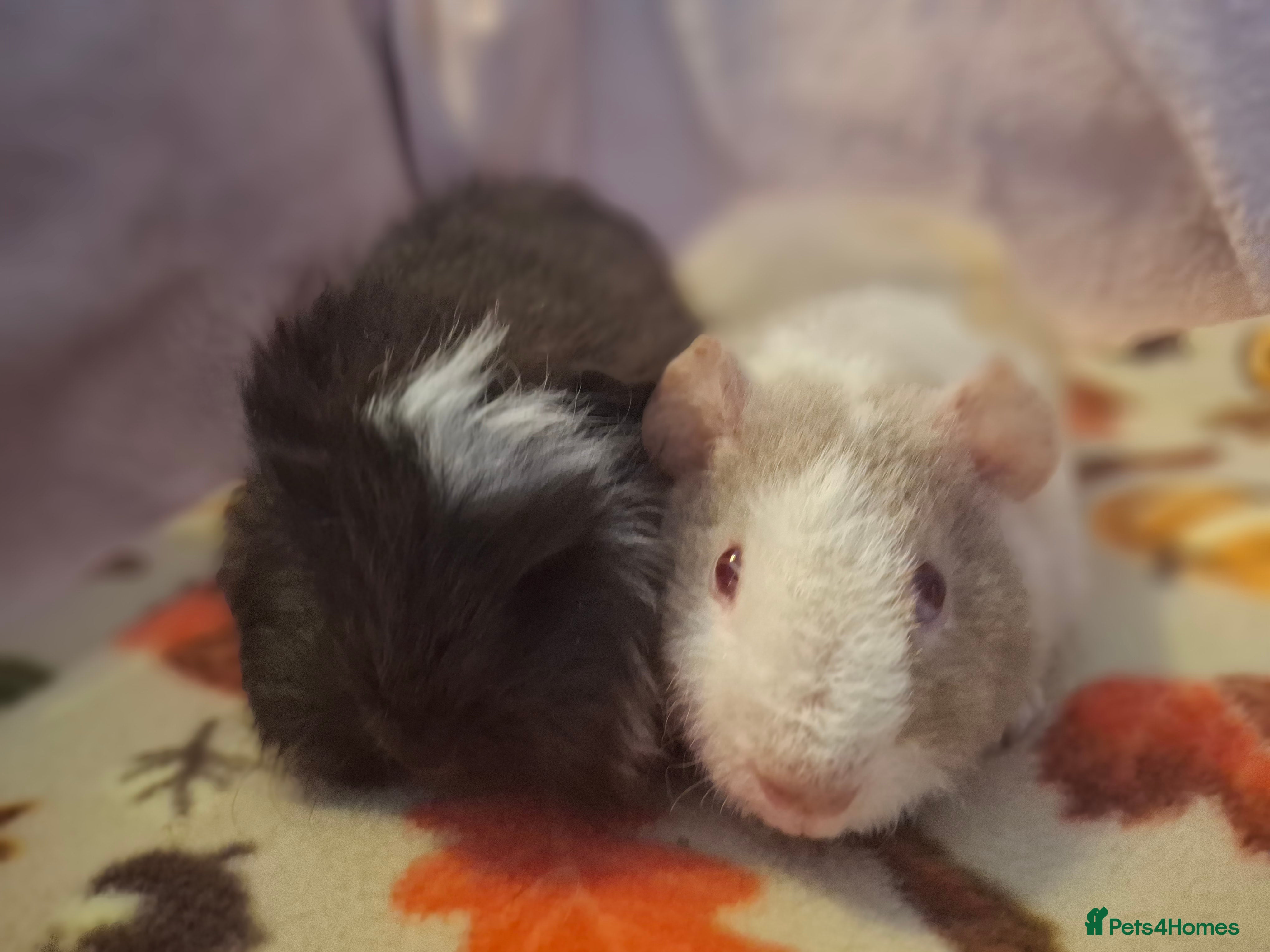 Guinea Pig rodents Swiss / Teddy  baby boars guinea-pigs  - Advert 11