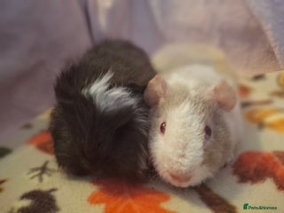 Guinea Pig rodents Swiss / Teddy baby boars guinea-pigs - Advert 15