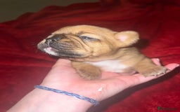 French Bulldog dogs for sale: Male and female frenchies - Image 4