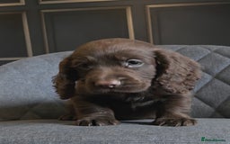 Cocker Spaniel dogs for sale: Cocker Spaniel Puppies Ready To Go!  - Image 7