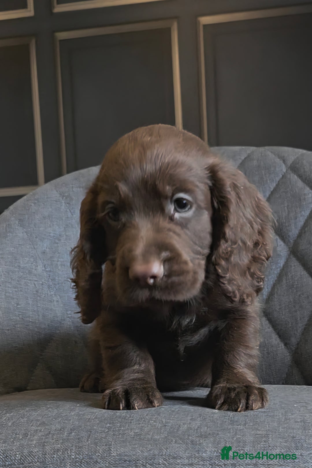 Cocker Spaniel dogs for sale: Cocker Spaniel Puppies Ready To Go!  - Image 7
